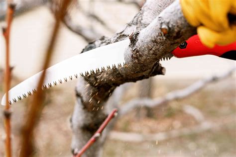 How to Use a Pruning Saw for Trees and Shrubs