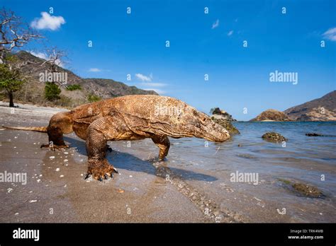 Venom glands hi-res stock photography and images - Alamy