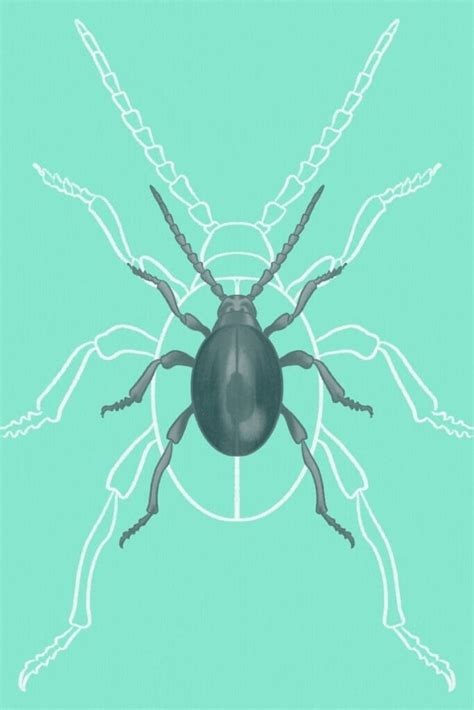 How to Identify Household Beetles - MMPC