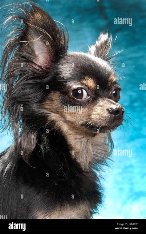 77+ Long Haired Black Tan Chihuahua - l2sanpiero