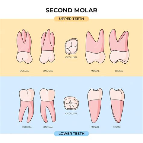 Molar Tooth Anatomy