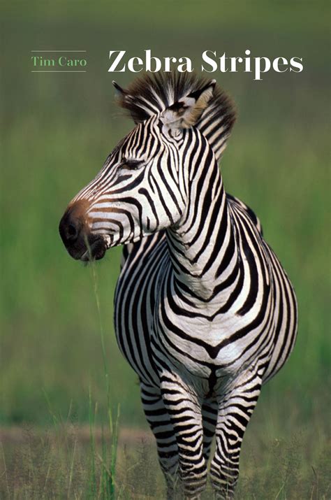 Zebra Stripes, Caro