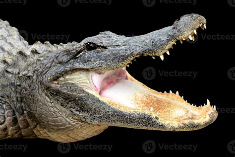 Alligator with Mouth Open 761150 Stock Photo at Vecteezy