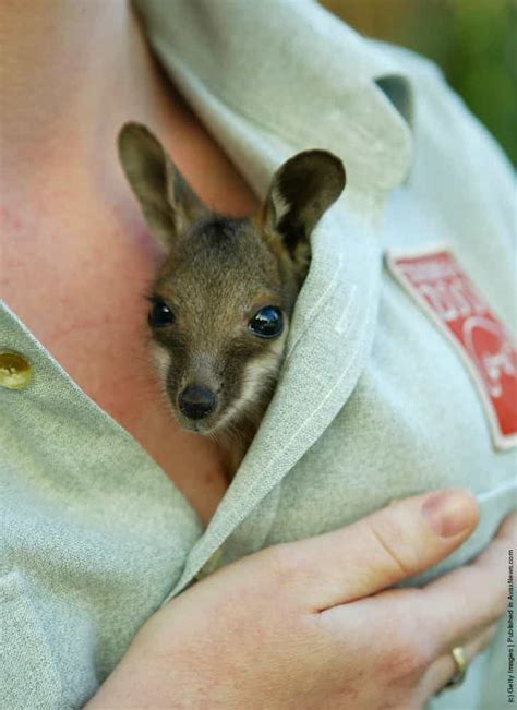 Baby Wallaby » GagDaily News