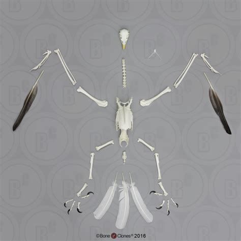 Disarticulated Bald Eagle Skeleton - Bone Clones - Osteological ...