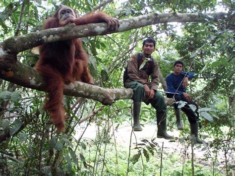 Sumatran Orangutan Conservation Programme - Orangutan Conservancy