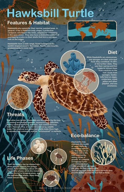 Endangered animals, part 4: The hawksbill sea turtle – The Connector