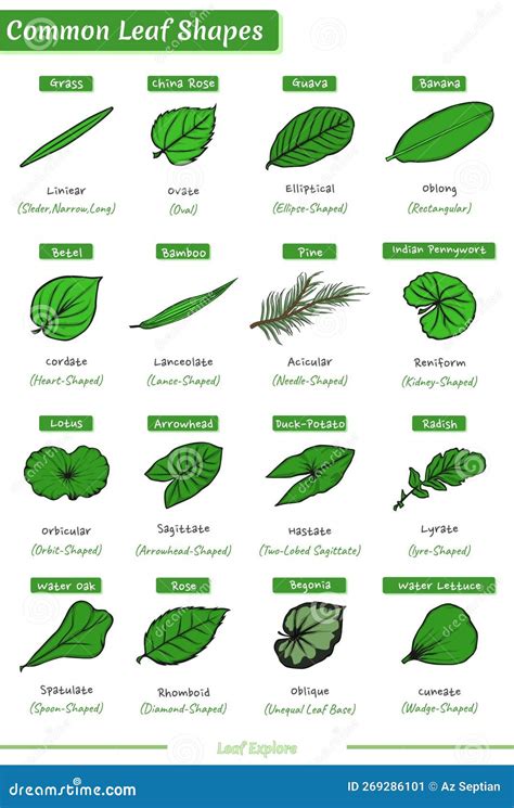 Types of Leaves Based on Their Shape Stock Vector - Illustration of lesson, botany: 269286101