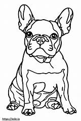 Cute french bulldog coloring Sheet sketch template