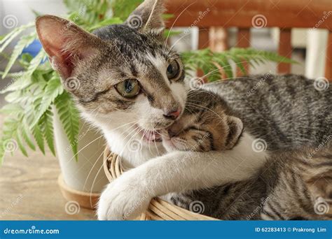 Mother play with kittens stock image. Image of closeup - 62283413