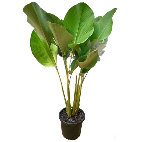 Calathea Lutea - Cuban Cigar Plant - Thai Garden Design