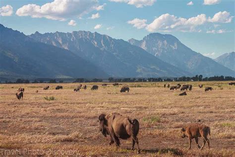 Wildlife Tour At Grand Teton National Park