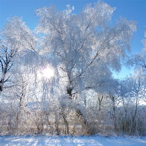 The beauty of a weeping willow tree in the winter | © all ri… | Flickr