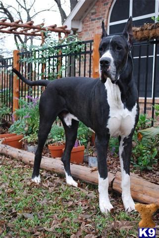 Euro/American Great Dane Puppies for sale