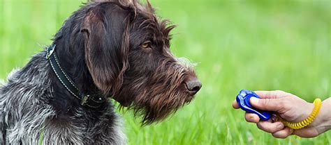 A guide to clicker training your dog