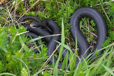 In search of the black racer snake | Mass.gov