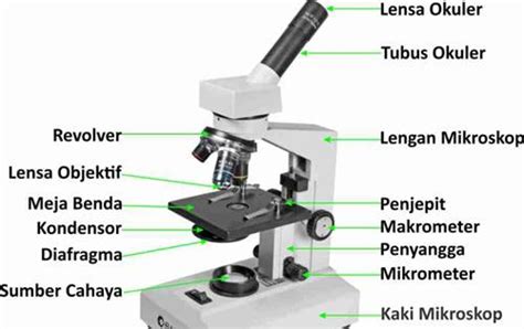 Cara menggunakan mikroskop cahaya dan stereo pdf - dualper