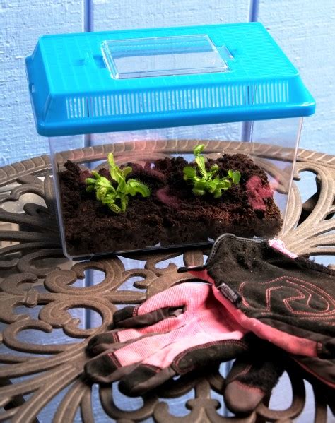 Deluxe Venus Flytrap Terrarium Kit - Butterfly and Nature Gifts