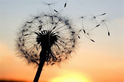 Blowing Dandelion Seeds | Mega Wallpapers