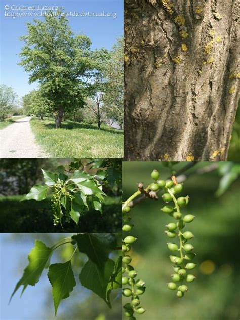 Populus nigra (Silicacea). Alamo negro, chopo. Arbol de copa amplia de hasta 20 metros de altura ...