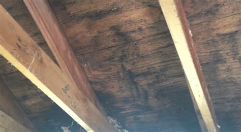 St Charles IL Attic Mold Removal Job Before and After - Mold Removal Illinois & Northwest Indiana