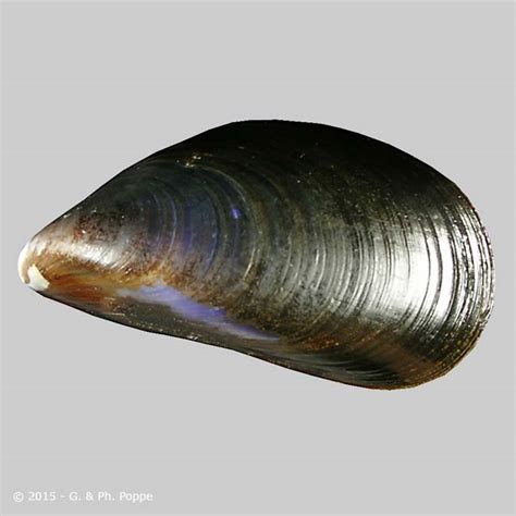 MYTILIDAE » Mytilus edulis platensis , ID:161403 , Shell Detail « Shell Encyclopedia ...