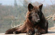 Mackenzie River Wolf (Canis lupus mackenzii)