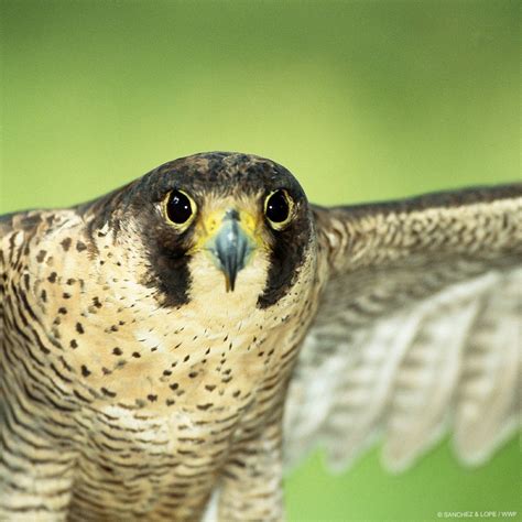 The peregrine falcon (Falco peregrinus) is the fastest animal in the world - they can dive ...