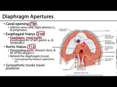 Esophageal Hiatus Anatomy