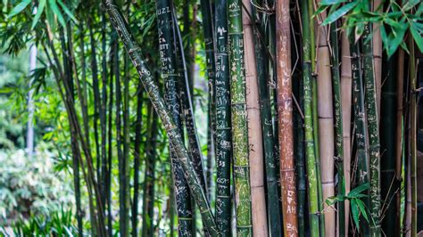 Bamboo Plants HQ