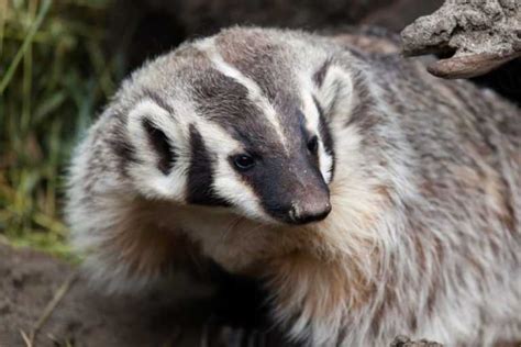 About American Badger - Behavior, Diet, Characteristics, & Facts