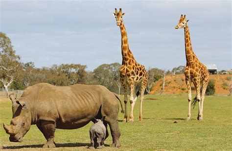 Melbourne Animal Safari at Werribee Zoo | GPexperiences