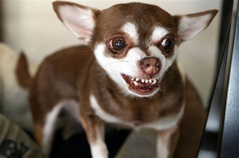 chihuahua, Dog, Dogs Wallpapers HD / Desktop and Mobile Backgrounds