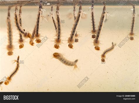 Gnats; Mosquitoes; Image & Photo (Free Trial) | Bigstock