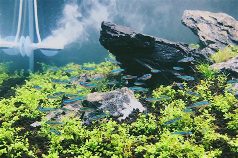 The Best Tetras For A Planted Tank - Glass Aqua