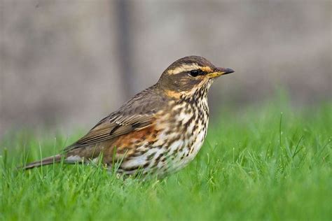 Redwing - Alchetron, The Free Social Encyclopedia