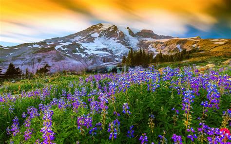 Spring Flowers in the Mountains - Image Abyss