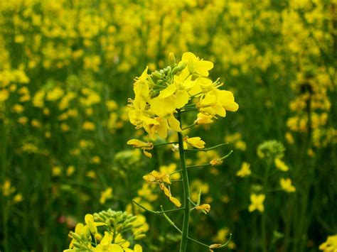 ‘Approval of GM mustard may threaten food security, increase pesticide ...