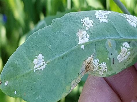 White Rust Disease in Mustard and How to Manage It