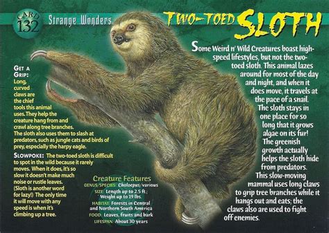 Sloth names - pastormar