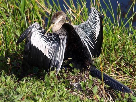 Everglades National Park (Flamingo) - HawkeBackpacking.com