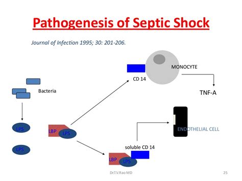 Septic shock Pathophysiology