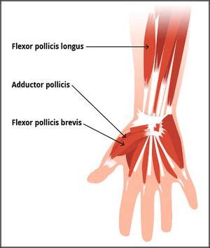 Flexor Pollicis Brevis Origin And Insertion