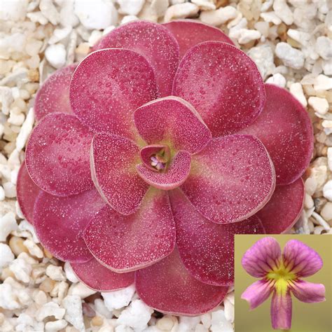 Pinguicula 'Johanna' - Mexican Butterwort Cultivar | Curious Plant