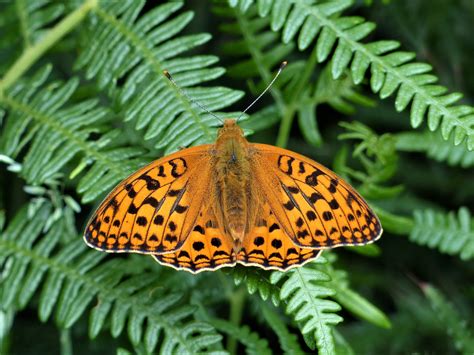 Dry weather proves a boost for UK’s most endangered butterfly ...