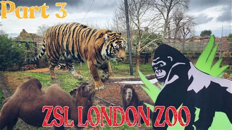 Part 3 - Gorillas Kingdom | ZSL London Zoo, Regent's Park | Walkthrough London Zoo #london - YouTube