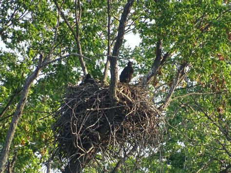 2021 Bald Eagle Nesting Updates - 1000 Islands Environmental Center