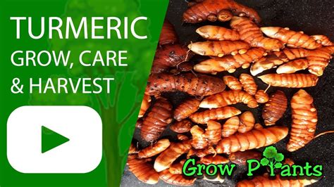 Turmeric plant - growing & harvest - YouTube