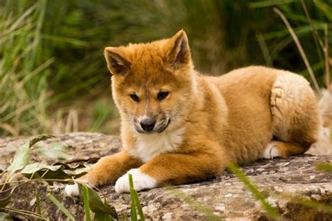 Baby dingo. | Endangered species, Australian wildlife, Endangered