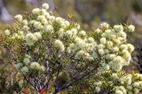 Prickly Moses Flower Stock Photos - Free & Royalty-Free Stock Photos from Dreamstime